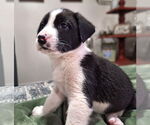 Small #4 Border Collie Mix