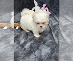 Small Photo #16 Mal-Shi Puppy For Sale in SILEX, MO, USA