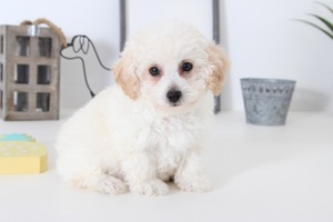 Poochon Puppy for sale in NAPLES, FL, USA
