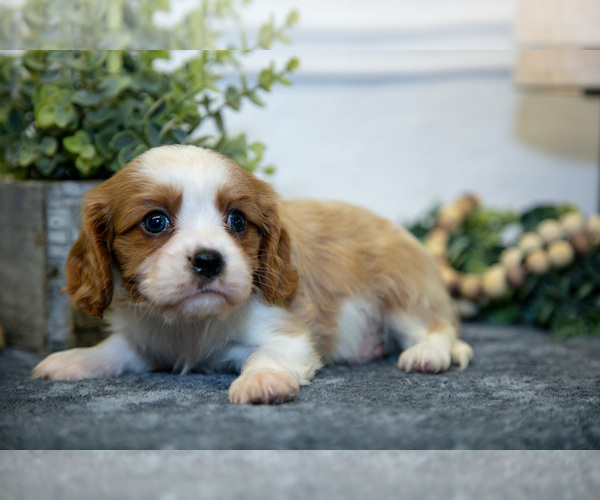 Medium Photo #10 Cavalier King Charles Spaniel Puppy For Sale in GOSHEN, IN, USA