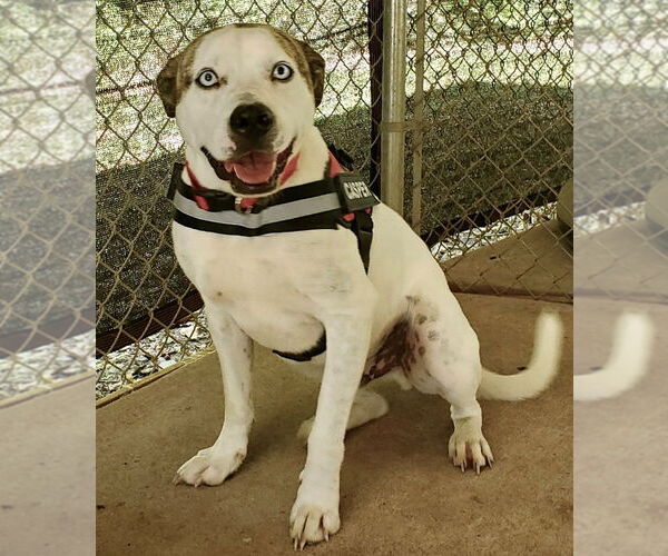 Medium Photo #2 Boxer-Catahoula Leopard Dog Mix Puppy For Sale in Ellijay, GA, USA
