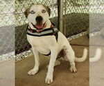 Small #1 Boxer-Catahoula Leopard Dog Mix