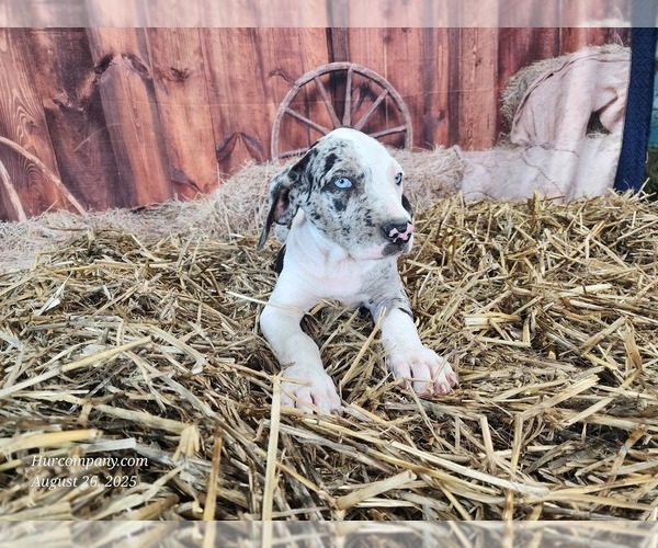 Medium Photo #11 Catahoula Leopard Dog Puppy For Sale in CUMBY, TX, USA