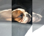 Small Photo #10 English Bulldog Puppy For Sale in FORT LAUDERDALE, FL, USA