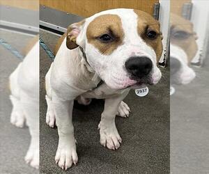 American Bulldog-Unknown Mix Dogs for adoption in Forestville, MD, USA