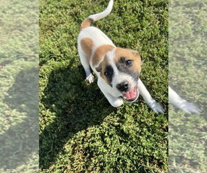 Labbe Dogs for adoption in Aurora, IN, USA