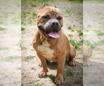 Small #33 Staffordshire Bull Terrier