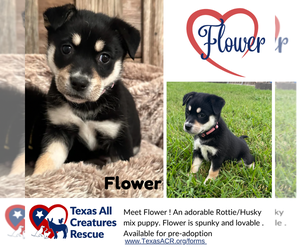 Huskies -Rottweiler Mix Dogs for adoption in Lillian, TX, USA