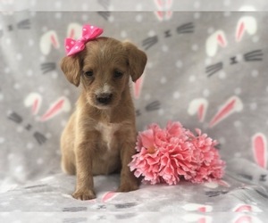 Double Doodle Puppy for sale in LAKELAND, FL, USA