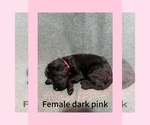Puppy Dark pink Labradoodle