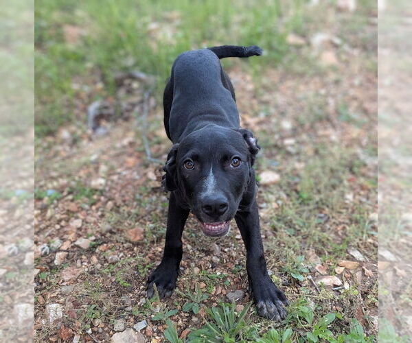 Medium Photo #10 Catahoula Leopard Dog-Unknown Mix Puppy For Sale in Vail, AZ, USA