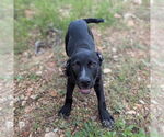 Small #9 Catahoula Leopard Dog Mix