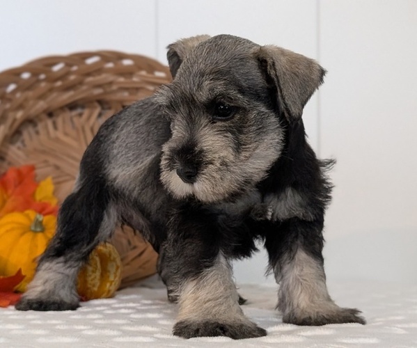 Medium Photo #2 Schnauzer (Miniature) Puppy For Sale in GOSHEN, IN, USA