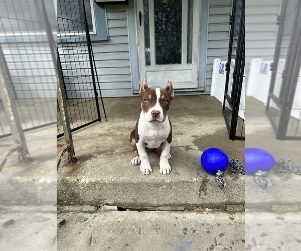 Medium Photo #1 American Bully Puppy For Sale in MAPLE HEIGHTS, OH, USA
