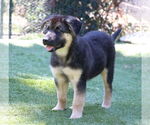 Small #3 German Shepherd Dog Mix