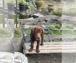 Puppy Red Labrador Retriever