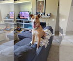 Small #3 German Shepherd Dog-Huskies  Mix