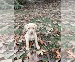Small #39 Labrador Retriever