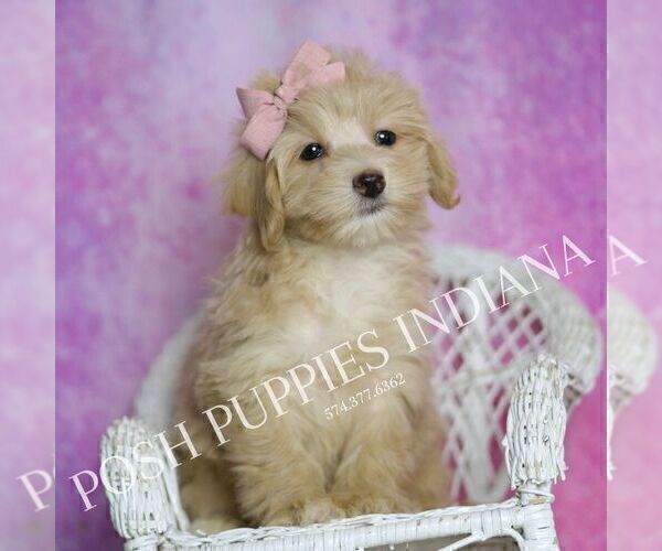 Medium Photo #37 Maltipoo (Miniature) Puppy For Sale in WARSAW, IN, USA