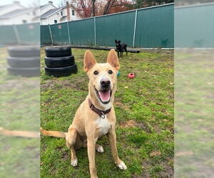 Labrador Retriever-Unknown Mix Dogs for adoption in Brewster, NY, USA