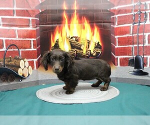 Dachshund Puppy for sale in CHANUTE, KS, USA