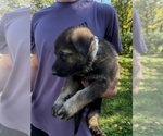 Small #5 German Shepherd Dog
