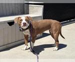 Small American Pit Bull Terrier Mix