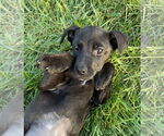 Small #1 Labrador Retriever Mix