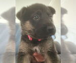 Small #1 German Shepherd Dog Mix