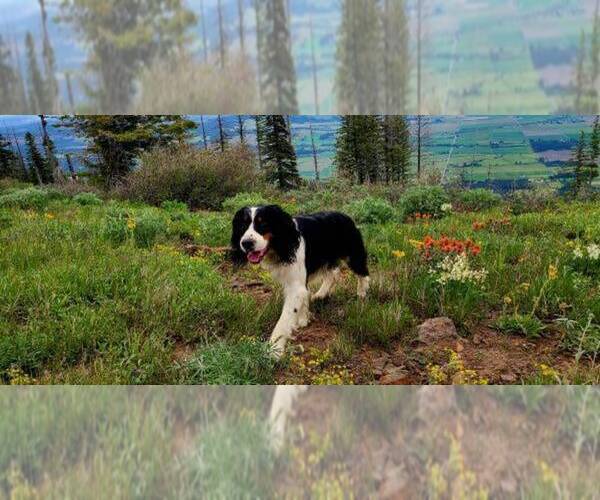 Medium Photo #21 English Springer Spaniel Puppy For Sale in PENDLETON, OR, USA