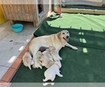 Small Photo #8 Labrador Retriever Puppy For Sale in SATELLITE BEACH, FL, USA