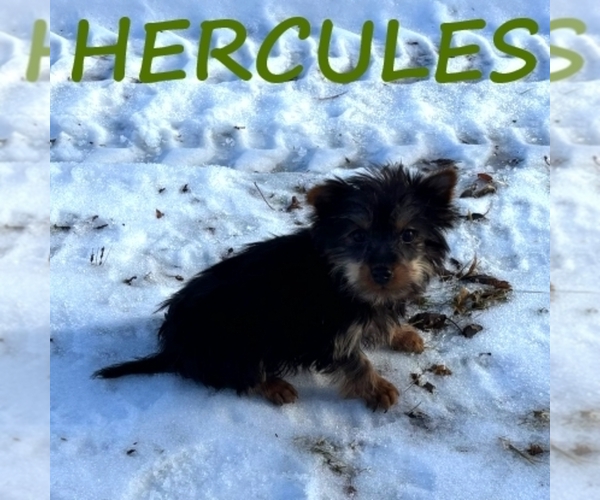 Medium Photo #3 YorkiePoo Puppy For Sale in HARTLAND, MN, USA