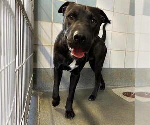 American Staffordshire Terrier-Chinese Shar-Pei Mix Dogs for adoption in San Antonio, TX, USA