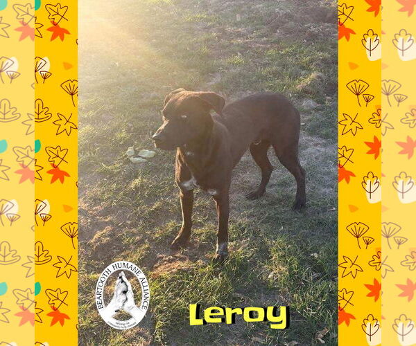 Medium Photo #2 Mutt Puppy For Sale in Red Lodge, MT, USA