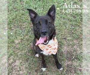 ATLAS - Male Holland Shepherd-Unknown Mix Dog for Adoption - Photo #2