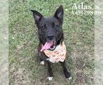 Small Photo #2 Holland Shepherd-Unknown Mix Puppy For Sale in Conroe, TX, USA