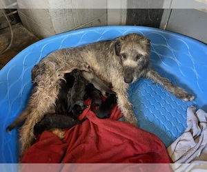 Irish Wolfhound Puppy for sale in BOUCKVILLE, NY, USA