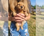 Small #7 Dachshund