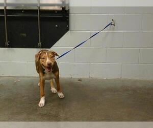 American Pit Bull Terrier-Unknown Mix Dogs for adoption in St. Cloud, FL, USA