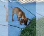 Small #5 Chihuahua Mix