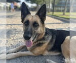 Small #10 German Shepherd Dog Mix