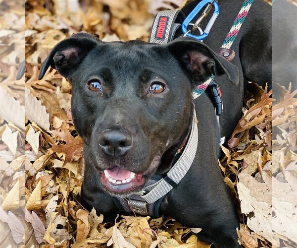 Medium Photo #2 Labrador Retriever-Unknown Mix Puppy For Sale in Fairfax, VA, USA