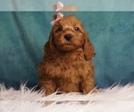 Puppy Carina F1B Goldendoodle (Miniature)