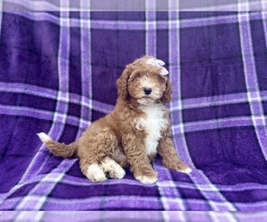 Cavapoo Puppy for sale in LAKELAND, FL, USA