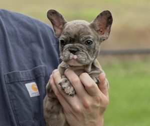 French Bulldog Puppy for sale in ANNAPOLIS, MD, USA