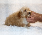 Small #12 Cockapoo (Miniature)