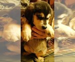 Small Photo #5 Golden Labrador Puppy For Sale in IDAHO SPRINGS, CO, USA