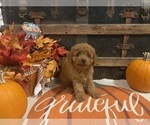Small #1 Cavapoo