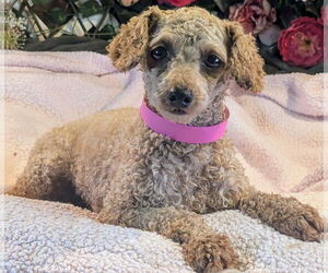 Poodle (Toy) Dogs for adoption in Bon Carbo, CO, USA