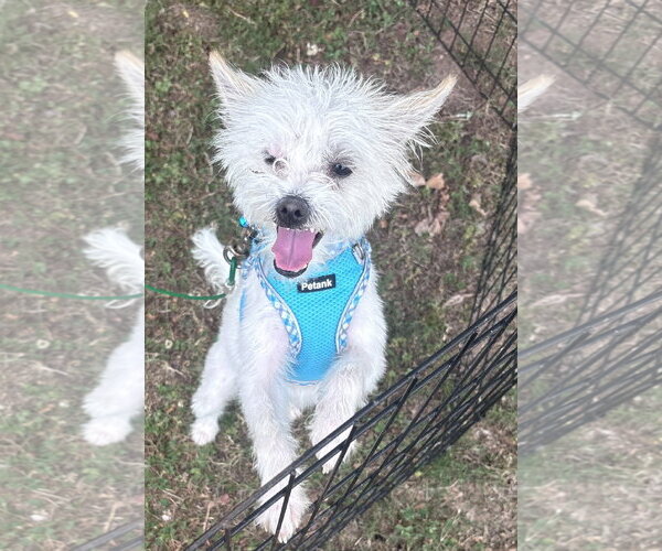 Medium Photo #1 Mutt Puppy For Sale in Holly Springs, NC, USA